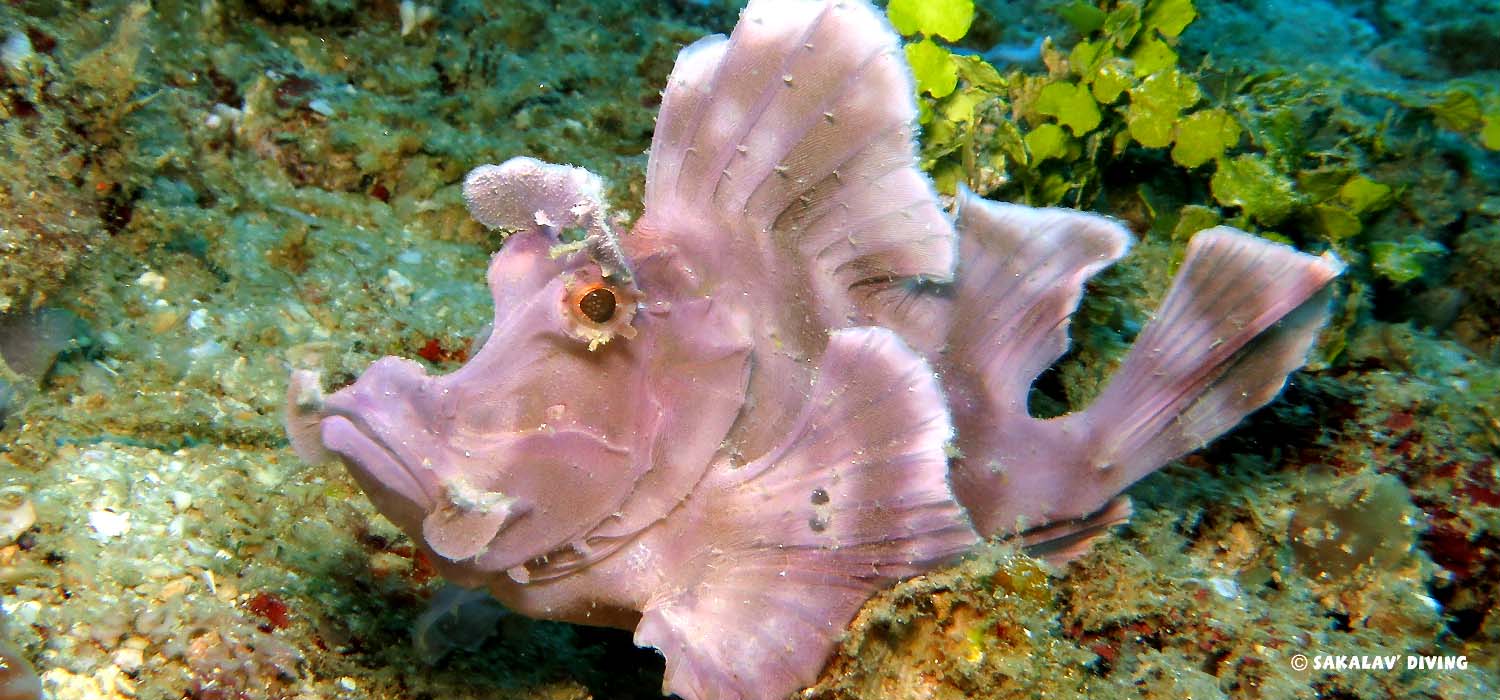 rhinopias en plongée à nosy Be Madagascar